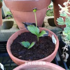 山野草　キバナノアツモリソウ　３芽6号鉢植え 山野草 キバナノアツモリソウ 3芽6号鉢植え - メルカリ