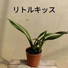 ☆kitchen☆様 リクエスト 7点 まとめ商品