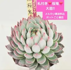 メルカリ