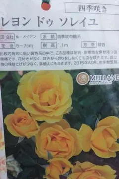 izumirose、ムーンライトソナタ、ロサオリエンティス、バラ、7号大苗
