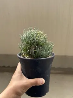 user_feedabfc様 リクエスト 2点 まとめ商品