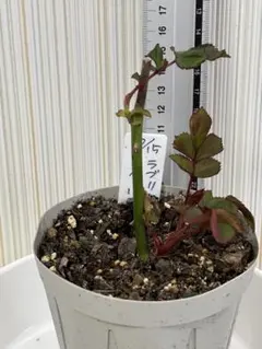 志羽様 リクエスト 2点 まとめ商品