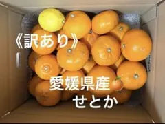 露地不知火20kg(家庭用)mama✩#5 露地不知火20kg(家庭用)mama✩様専用 - メルカリ