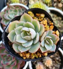 けぃ様 リクエスト 6点 まとめ商品