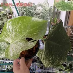 10 モンステラ デビルモンスター ボトムカット茎 - メルカリ