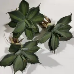 2025年最新】吉祥天錦の人気アイテム - メルカリ