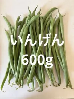いんげん　インゲン豆　600g ネコポスのサムネイル