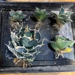 2025年最新】アガベ 魔丸の人気アイテム - メルカリ