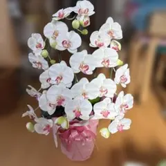 hyn☆*。様ご確認用レア♡胡蝶蘭♡マザーチーク♡4号♡メルカリ便