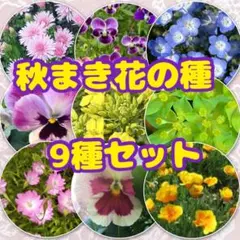 2025年最新】ネモフィラ 種の人気アイテム - メルカリ