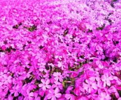 08●芝桜2点根付発根苗①送料込¥600［500260703］のサムネイル