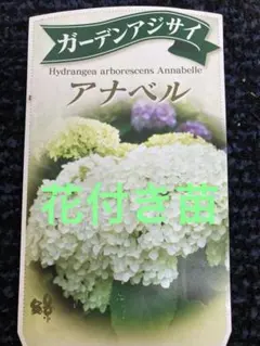 ✤ アナベル グランデクリーム ✤ 挿し穂 3本 ⚘˖* ネコポス発送 ⚘˖* ✤ アナベル グランデクリーム ✤ 挿し穂 3本 ⚘˖* ネコポス発送