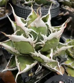 2025年最新】アガベ冰雹の人気アイテム - メルカリ