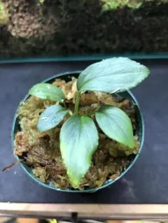 2026年最新】homalomenaの人気アイテム - メルカリ