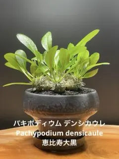 ★AKIRA★様 リクエスト 2点 まとめ商品