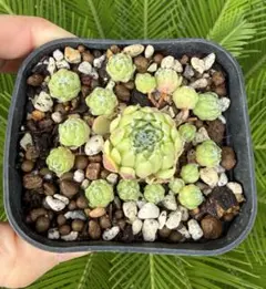 シトラス センペルビウム カット苗 たっぷり詰め合わせ 多肉植物