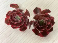 多肉植物 黒法師 4株 カット苗 - メルカリ