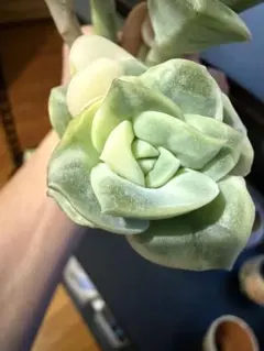 多肉植物　ラブリーローズ錦　白斑　カット苗