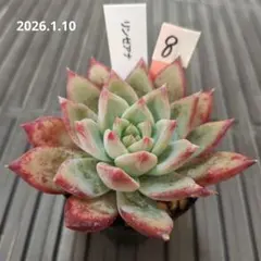 2026年最新】リンゼアナの人気アイテム - メルカリ