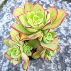アエオニウム メープルリーフ 多肉植物 抜き苗 - メルカリ