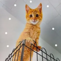 BON❁様☆専用です♡♪