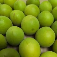 青うめ無農薬 約1kg(箱等込み) 梅酒梅ジュース梅シロップにいかがのサムネイル