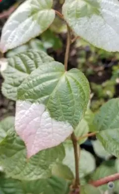 hi&yossy様 リクエスト 2点 まとめ商品