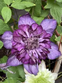 2026年最新】紫色クレマチスの人気アイテム - メルカリ