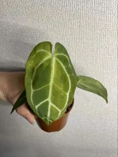 2025年最新】アンスリウム斑入りの人気アイテム - メルカリ