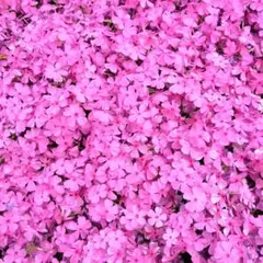 農薬不使用　芝桜苗　20本　 来年用のサムネイル