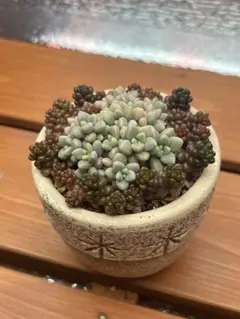 多肉植物寄せ植え　陶器鉢付き