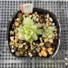 ベリースフレ② 2苗 おらいさん ミックスベリア 発根済み 多肉植物