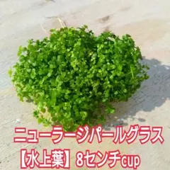 メルカリ便】ニューラージパールグラス【水上葉】☘️8センチcup