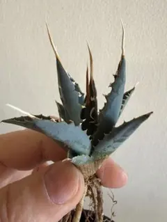 2026年最新】エボリスピナ の人気アイテム - メルカリ