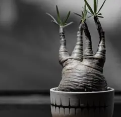 invisible ink MDF BONMEX インビジブルインク 植木鉢 - メルカリ