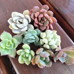 多肉植物 12 カット苗 セット 詰め合わせ