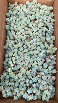 BS1309 ストロベリームース×32株 抜き苗 多肉植物 エケベリア 韓国苗