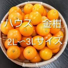 ハウス金柑　(3L·2L混合)　宮崎県産　箱込み２kg