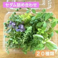 多肉植物 KAMIさん苗♡小苗セット 2025年最新】kamiさん苗の人気アイテム - メルカリ