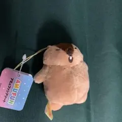 【未使用】マーモットのもっとっと　へそ天VMC