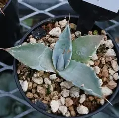 57 アガベ モンタナ 実生【選抜 地植え 耐寒性】 - メルカリ