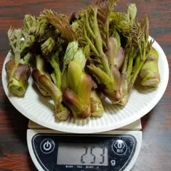 たらの芽のサムネイル