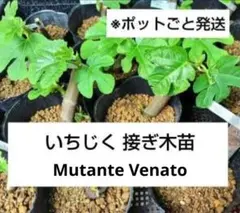 2026年最新】いちじく挿し木の人気アイテム - メルカリ