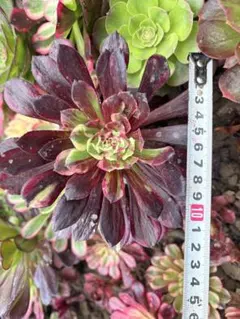 28#多肉植物アエオニウム錦❤️銅花順錦❤️1大頭3-4子芽15cm拔き苗