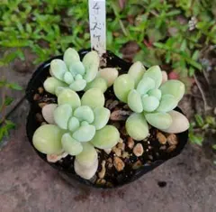 多肉植物 4株セット だるま秋麗 抜き苗 - メルカリ