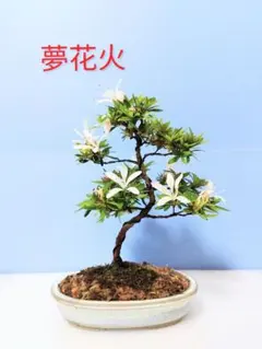 さつき盆栽 (夢花火) 皐月盆栽 サツキ盆栽 - メルカリ