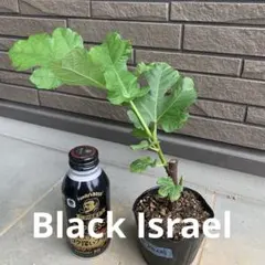 Red Israel苗　イチジク苗　いちじく苗 Red Israel苗 イチジク苗 いちじく苗 - メルカリ