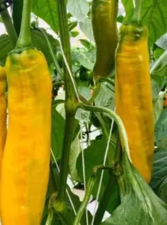 ふっき様専用♪