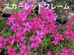 ゆみ様 リクエスト 2点 まとめ商品