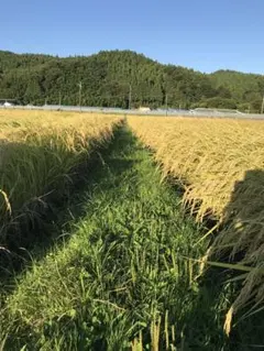 自然栽培米 ササニシキ10kg 山梨県産 - メルカリ